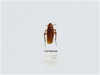 藏品(蜚蠊(2))的圖片